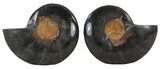 Split Black/Orange Ammonite Pair - Unusual Coloration #55568-1